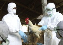 Refuerzan medidas de prevención por gripe aviar en Neuquén